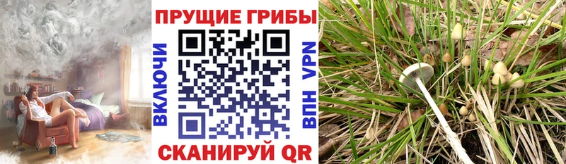 Галлюциногенные грибы Magic Shrooms  Купить закладки  Усть-Лабинск 